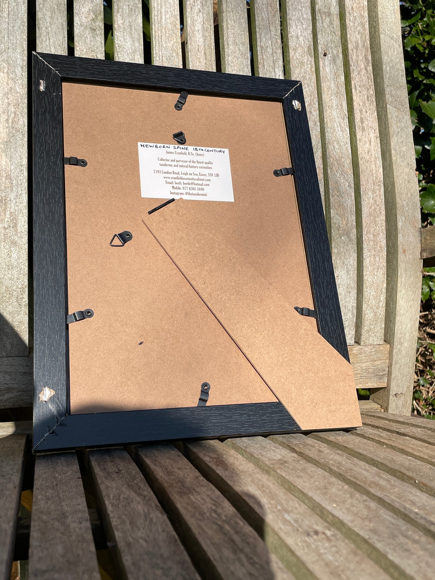 Anatomical prints of images of a spine from curios collector James Cranfield UK