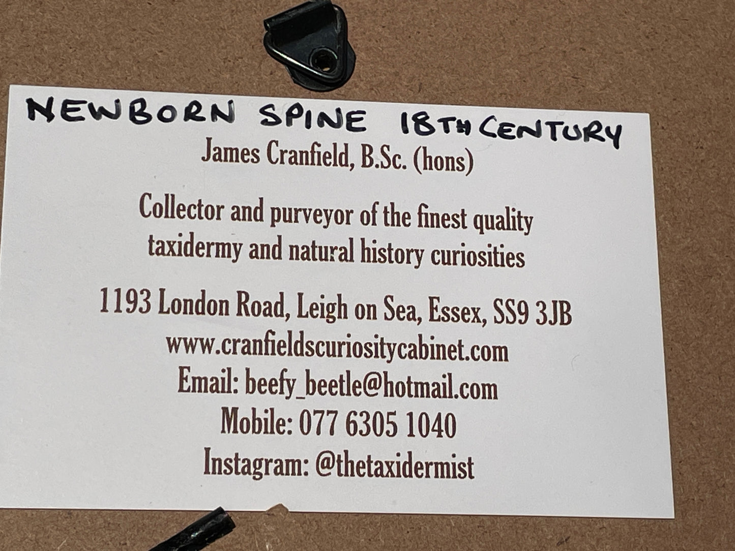 Anatomical prints of images of a spine from curios collector James Cranfield UK