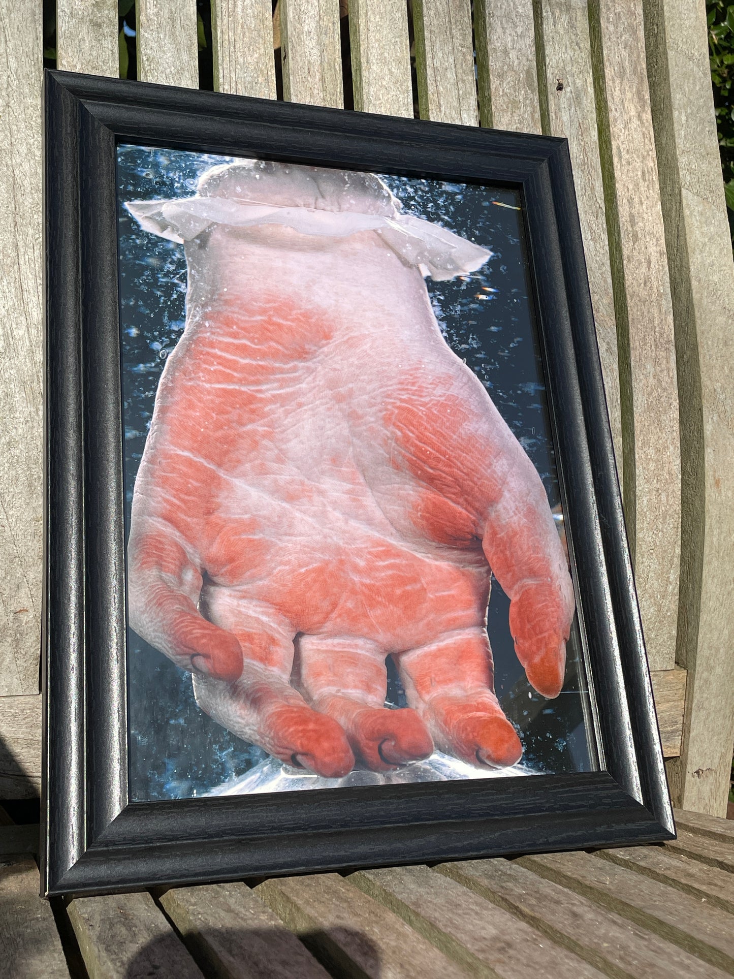 Anatomical print of photograph of an 18th century hand  from curios collector James Cranfield UK