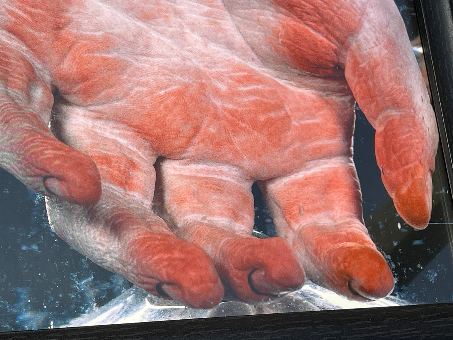 Anatomical print of photograph of an 18th century hand  from curios collector James Cranfield UK