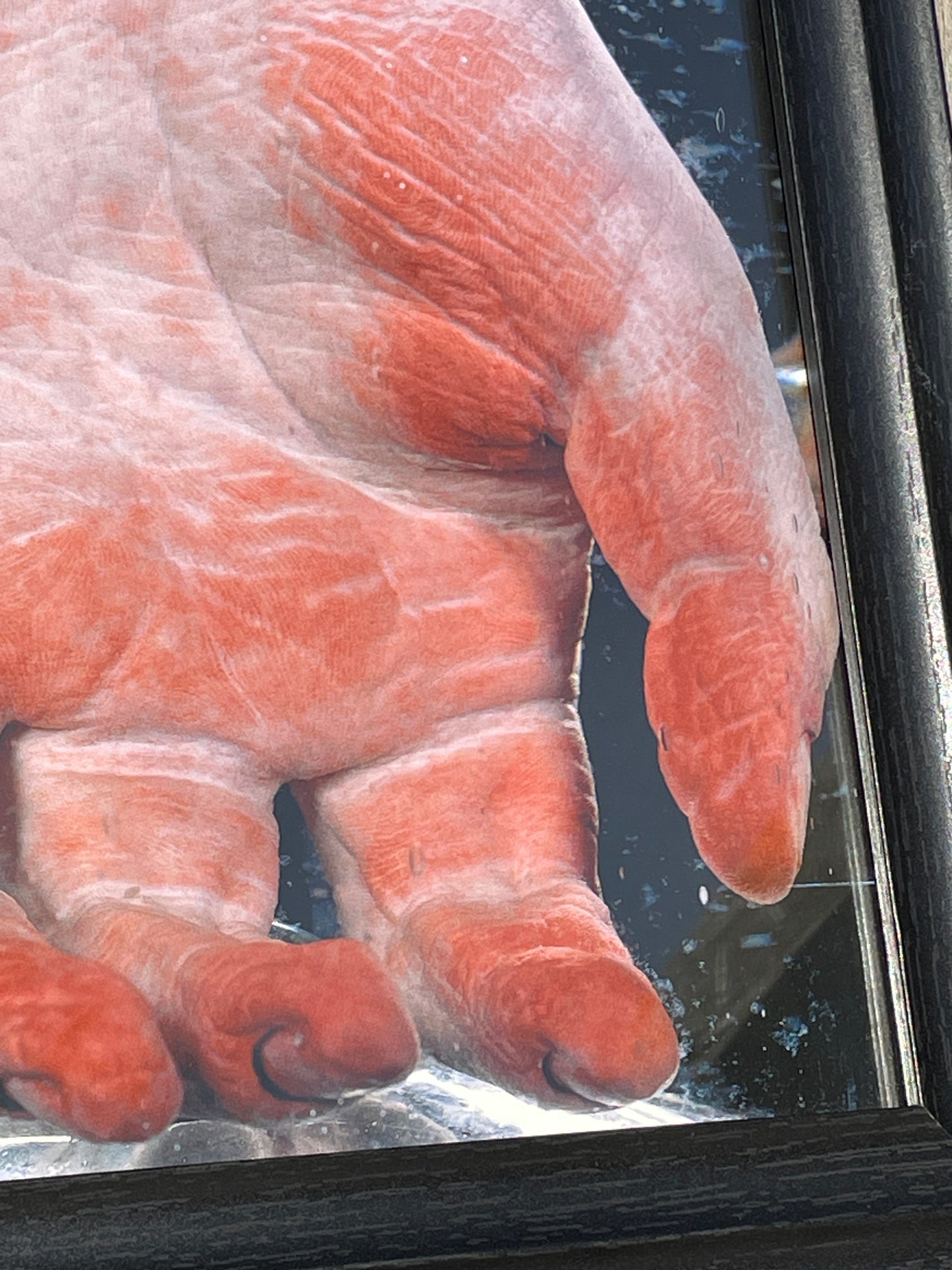 Anatomical print of photograph of an 18th century hand  from curios collector James Cranfield UK