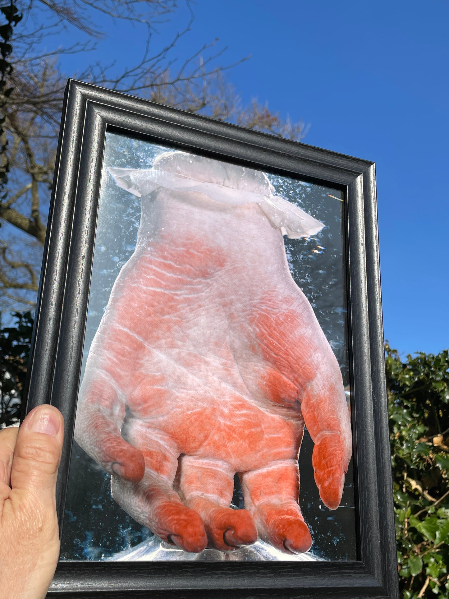 Anatomical print of photograph of an 18th century hand  from curios collector James Cranfield UK