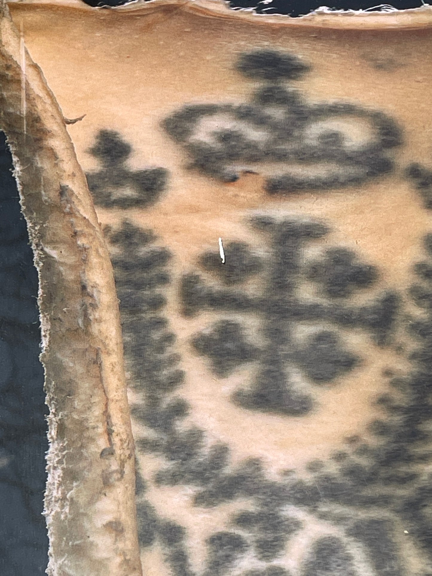 Anatomical prints of images of a Tattoo from curios collector James Cranfield UK