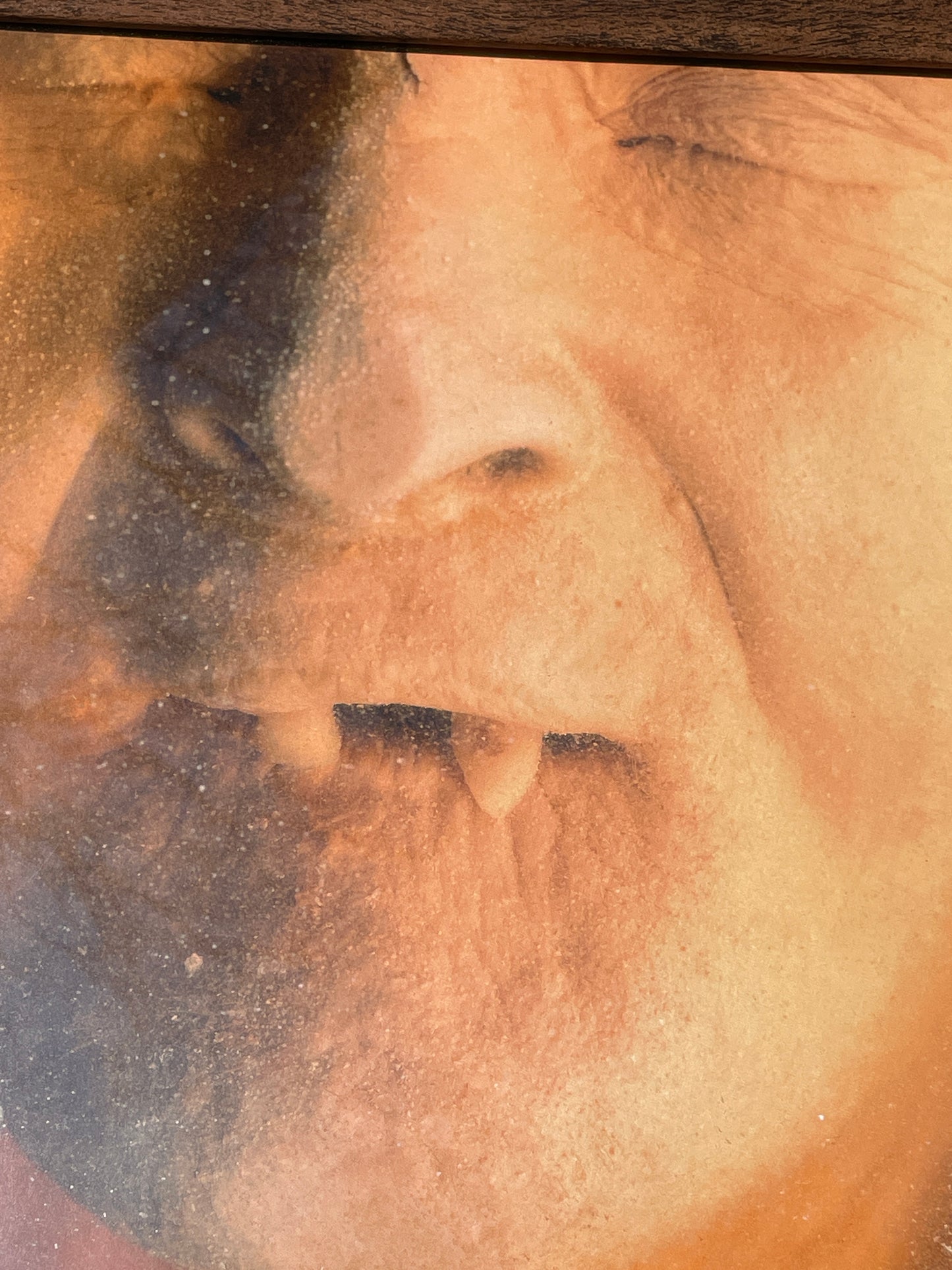 Anatomical print of image of a fanged face from curios collector James Cranfield UK