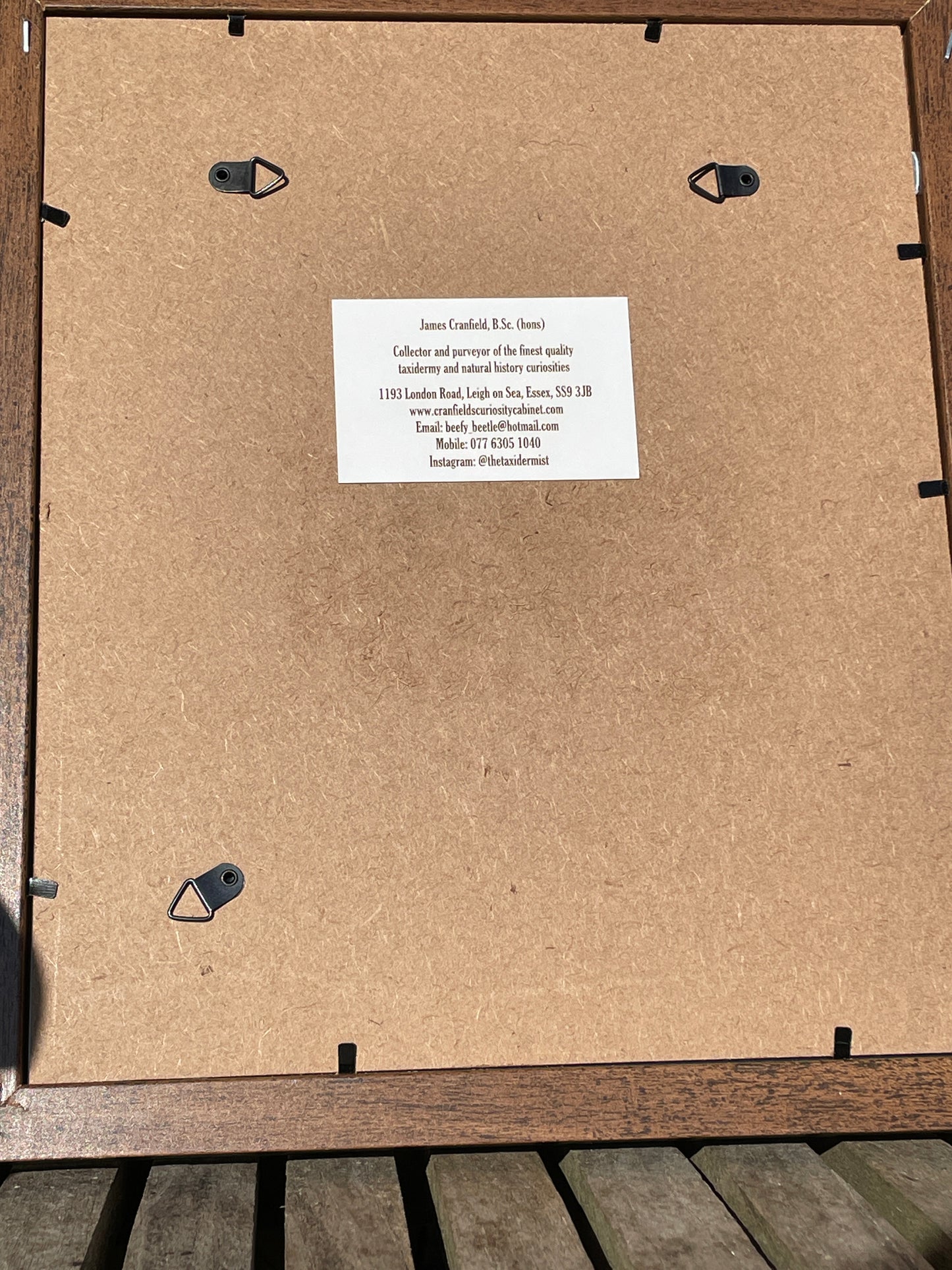 Anatomical print of image of a fanged face from curios collector James Cranfield UK