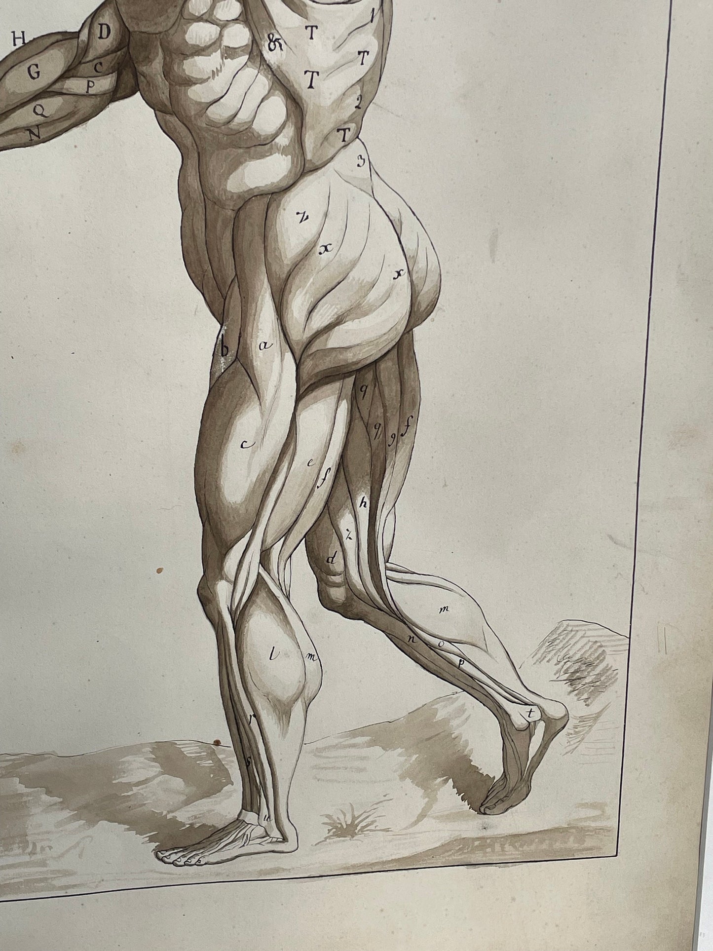 An original ink and wash on paper human musculature framed print, after Andreas Vesalius plate size 46 x 29cm