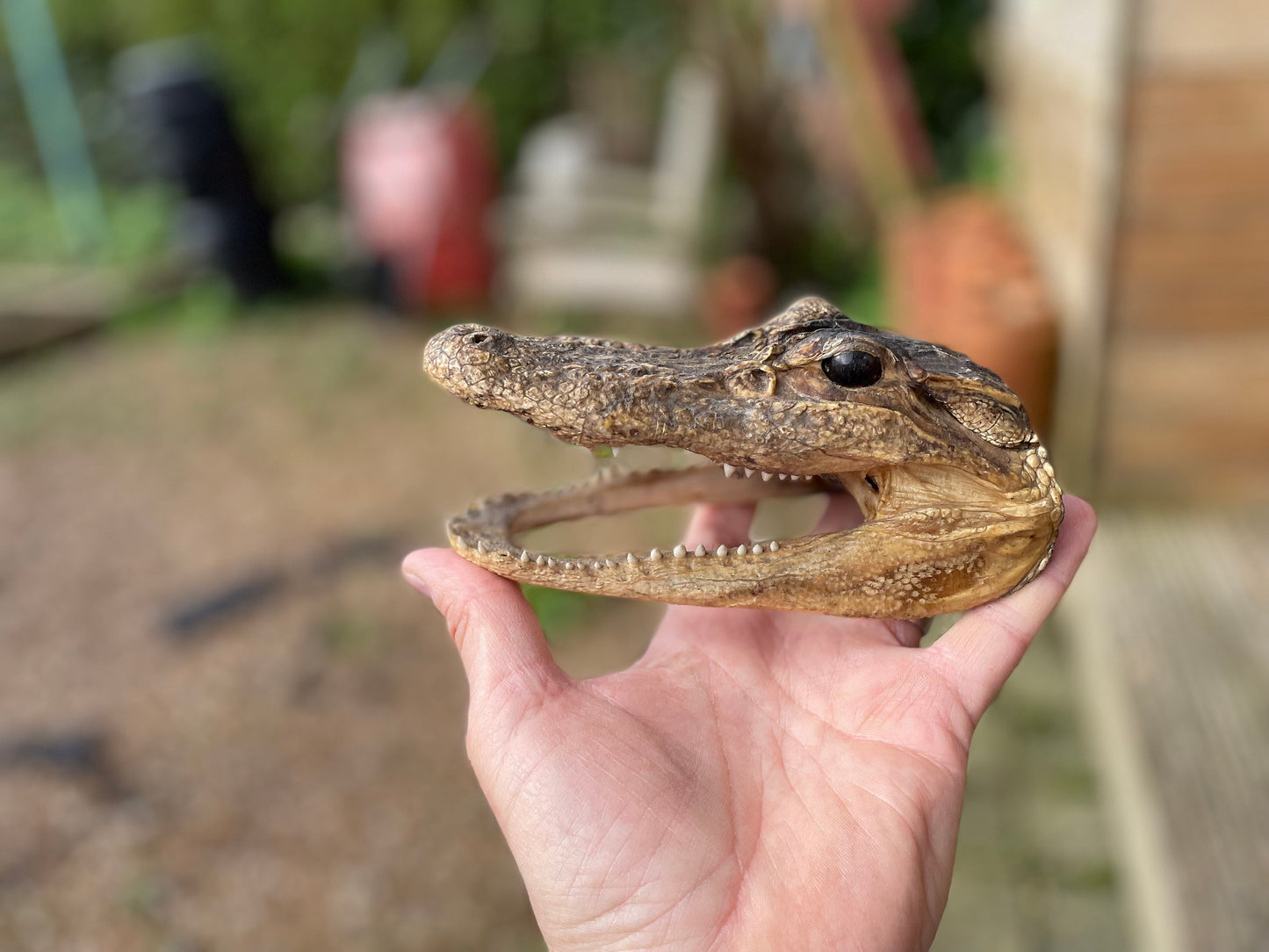 Alligator's head - composite model of an alligator's head