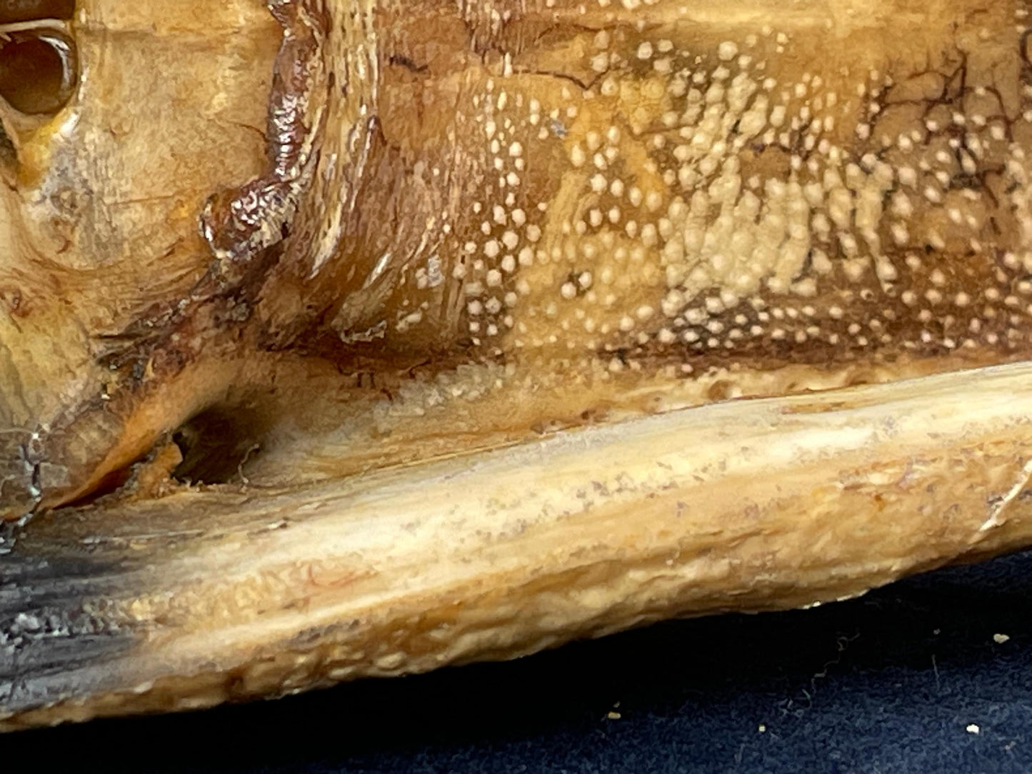 Alligator's head - Realistic Composite Alligator Head Model – 16cm Long, Curio Collector’s Piece