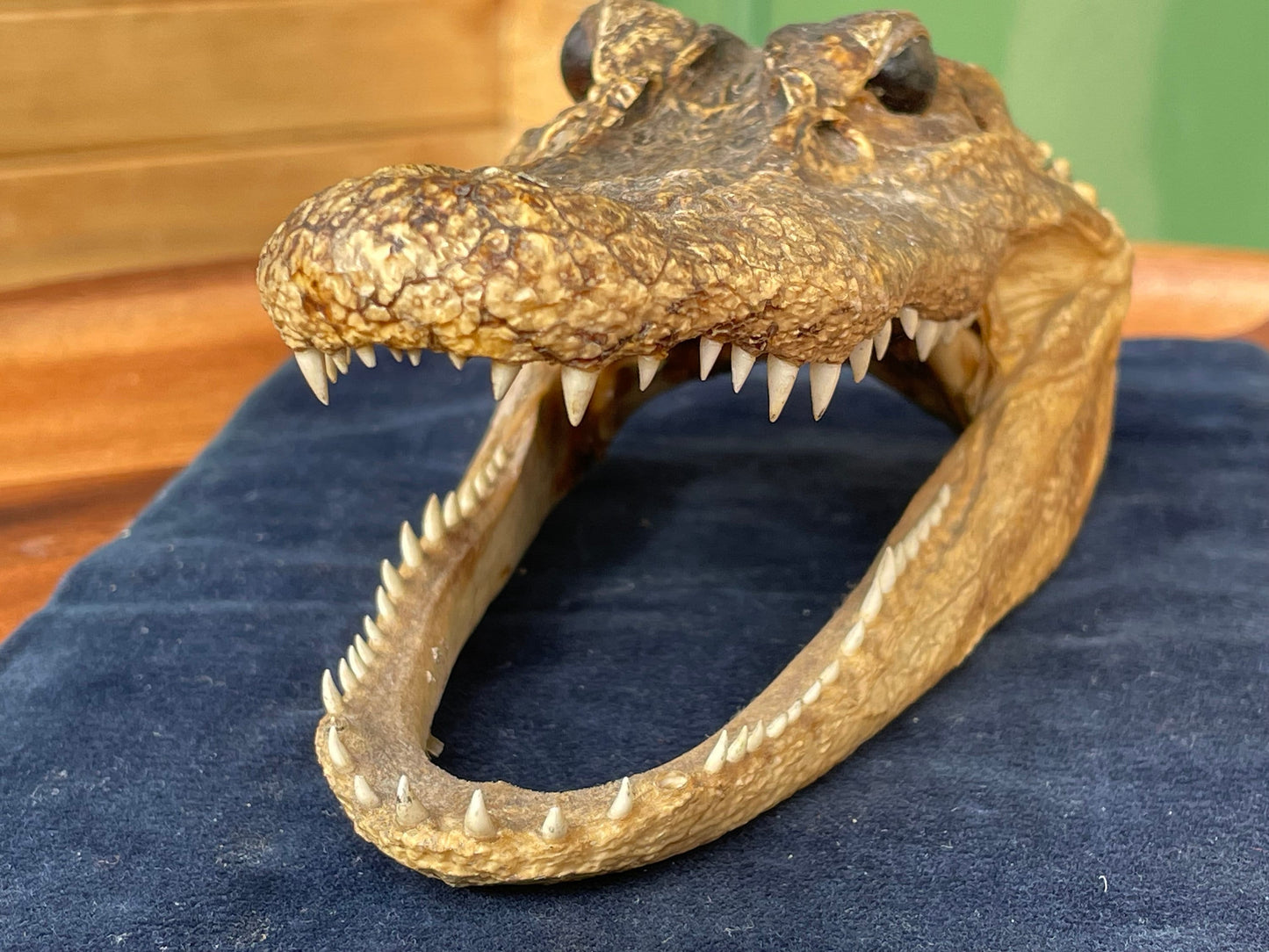 Alligator's head - composite model of an alligator's head