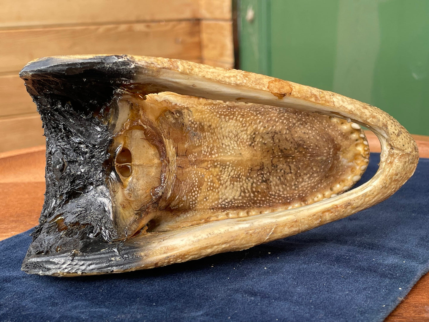 Alligator's head - composite model of an alligator's head