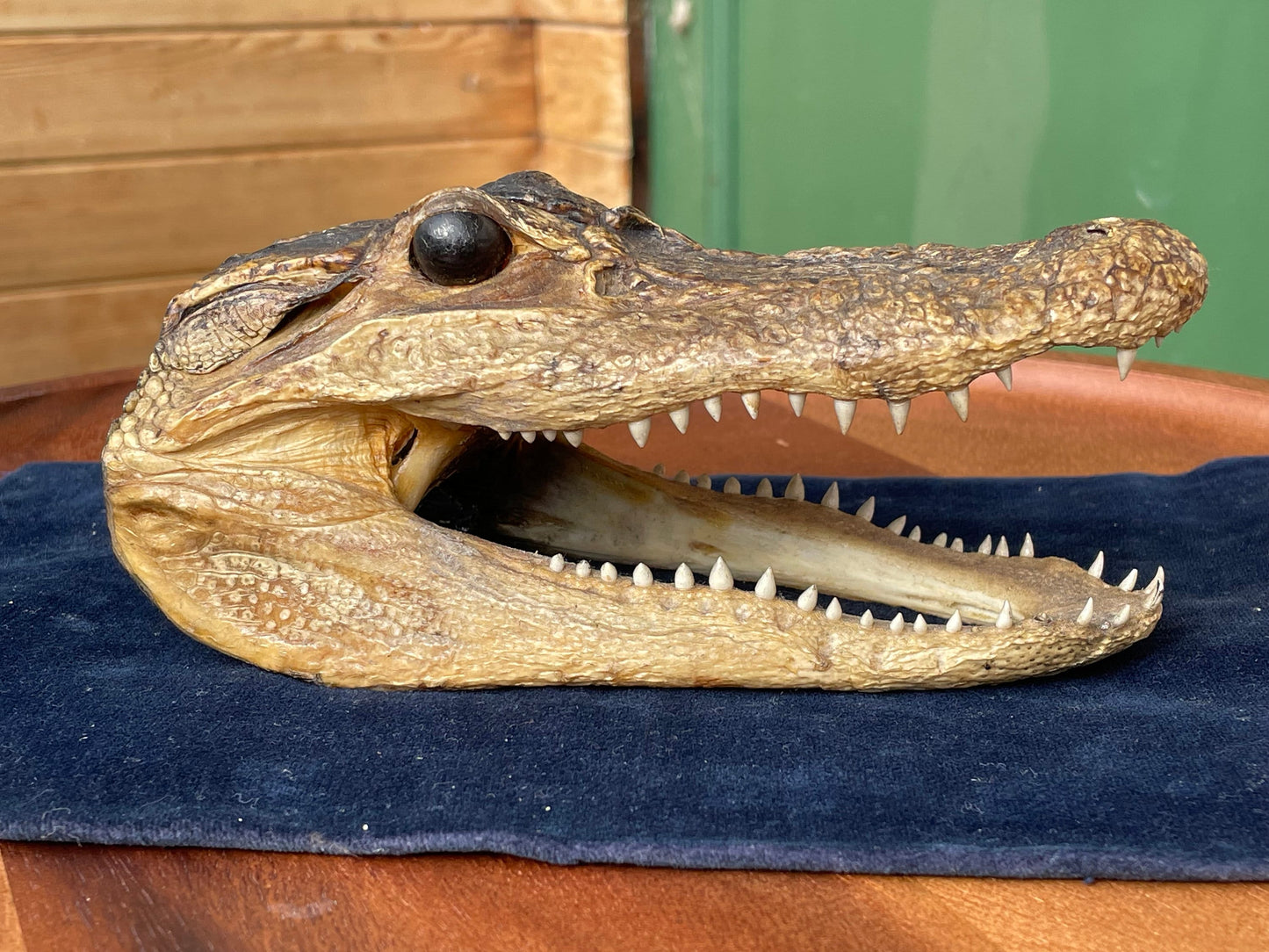 Alligator's head - composite model of an alligator's head