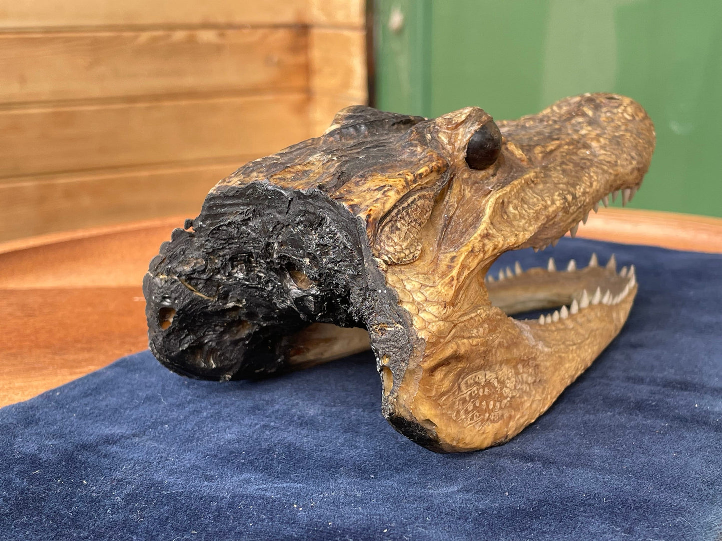 Alligator's head - composite model of an alligator's head
