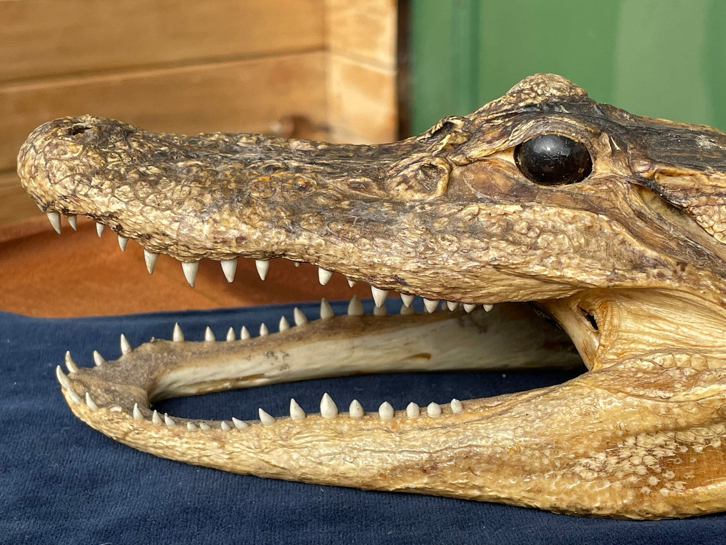 Alligator's head - composite model of an alligator's head