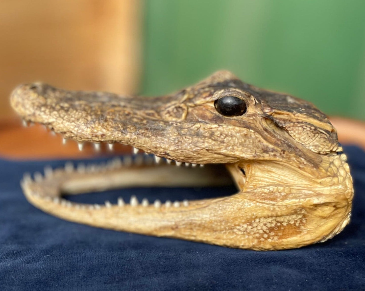 Alligator's head - composite model of an alligator's head