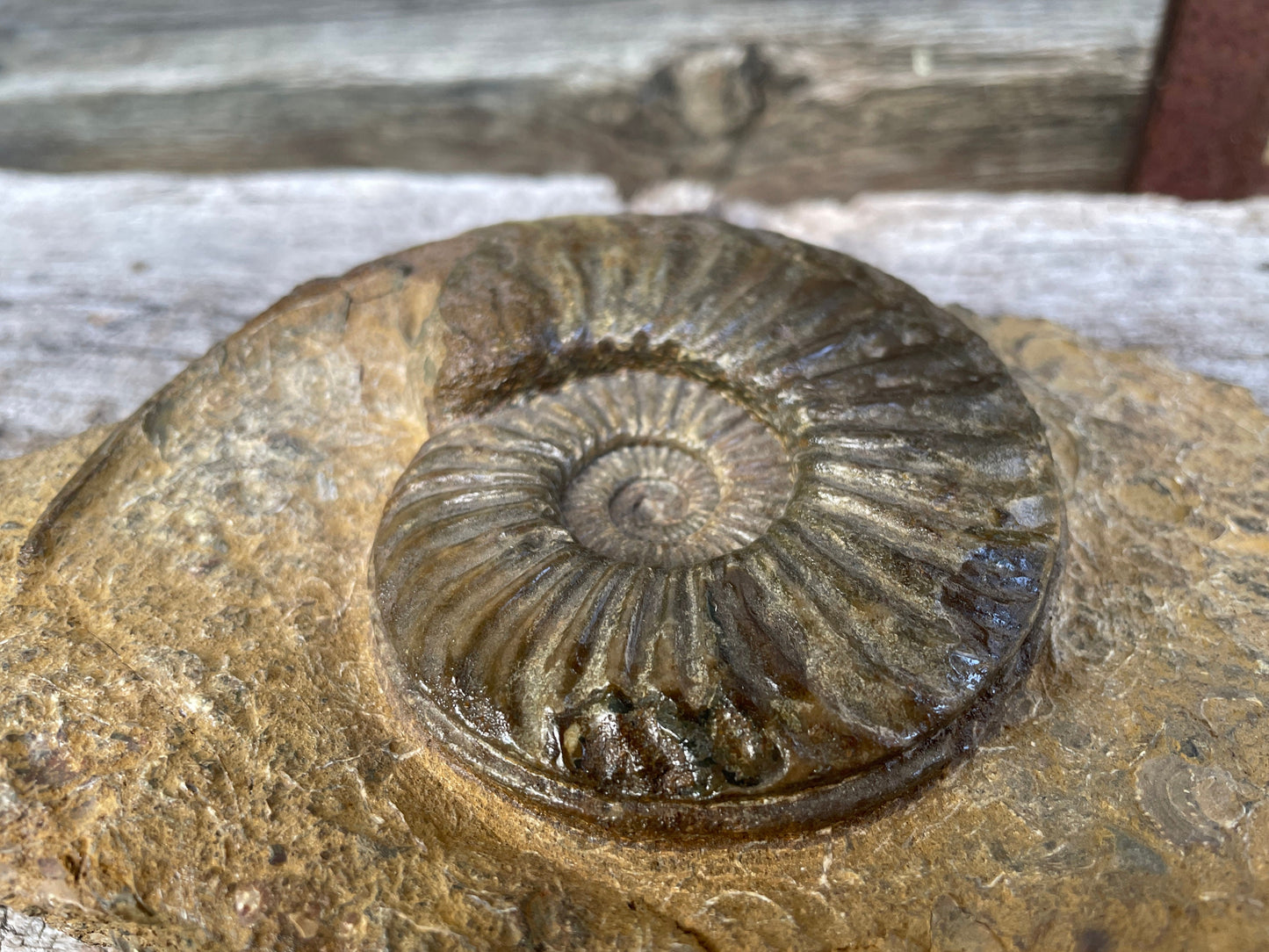 Jurassic period ammonite fossil , Lincolnshire, England W20cm