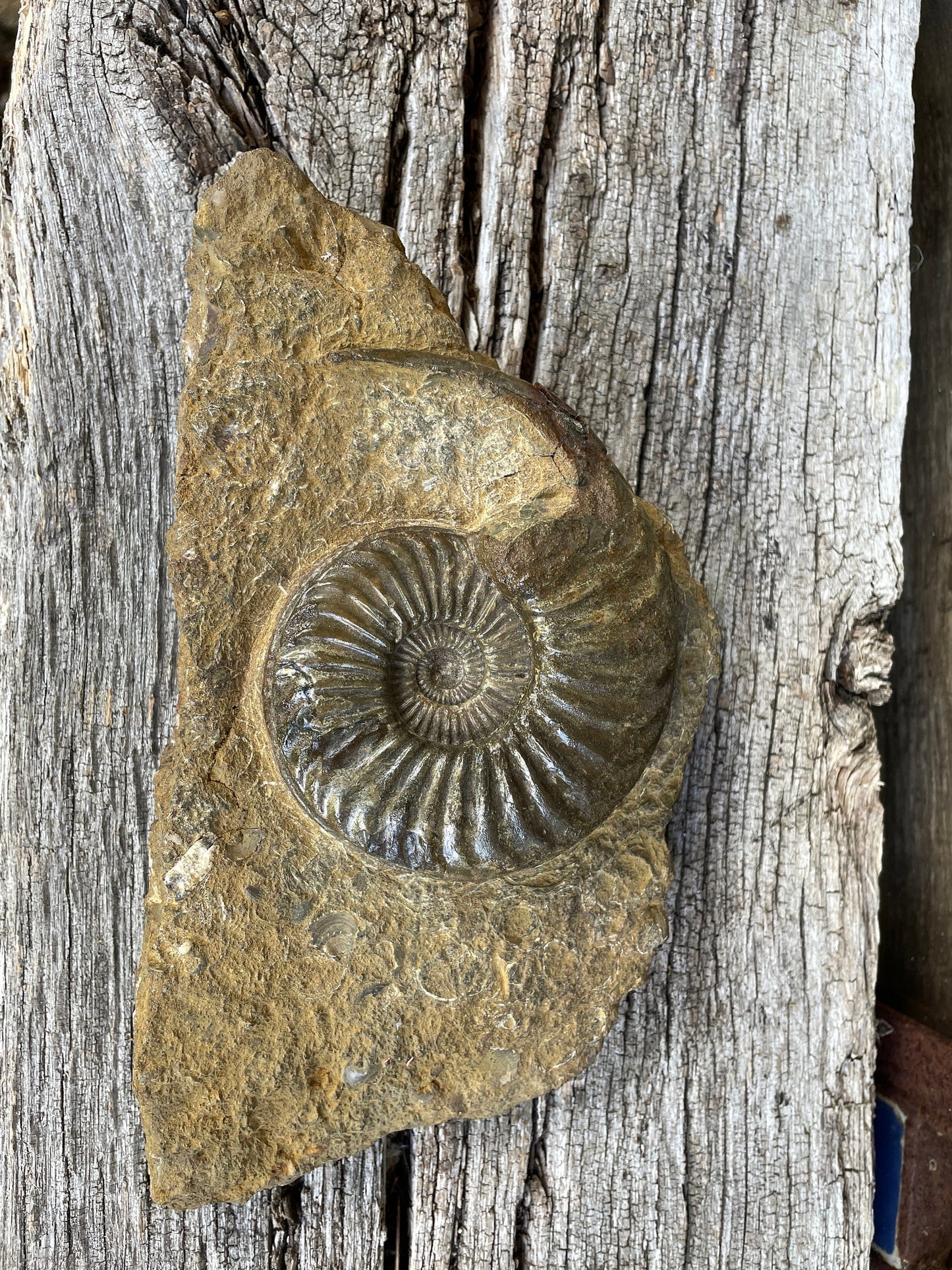 Jurassic period ammonite fossil , Lincolnshire, England W20cm