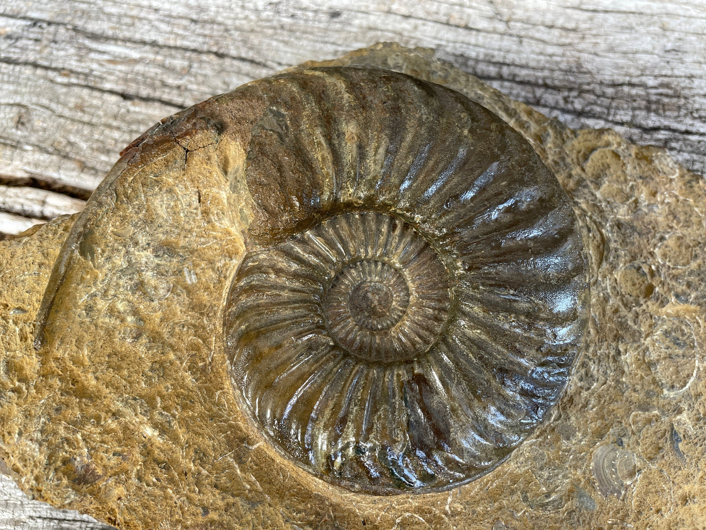 Jurassic period ammonite fossil , Lincolnshire, England W20cm