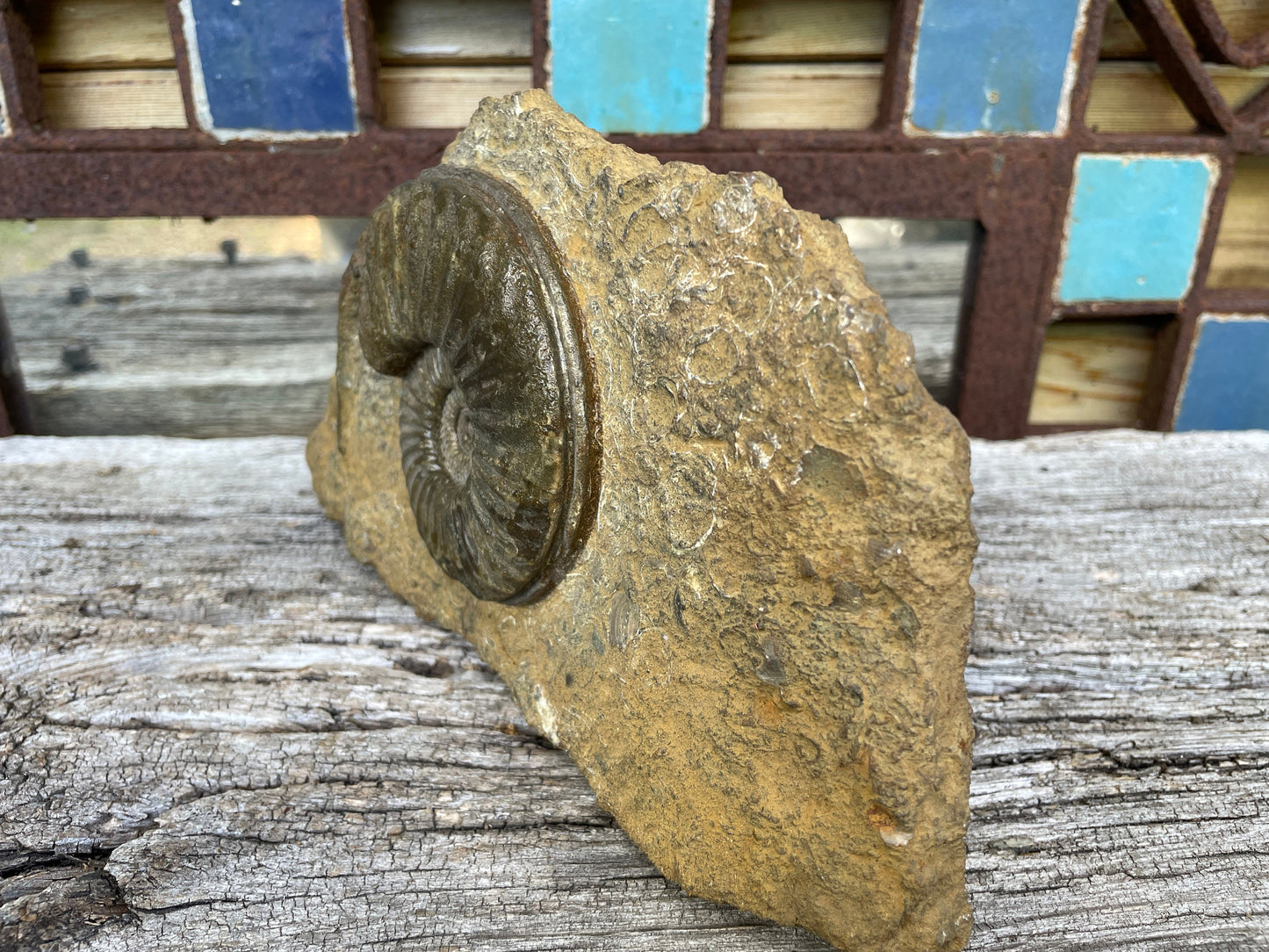 Jurassic period ammonite fossil , Lincolnshire, England W20cm