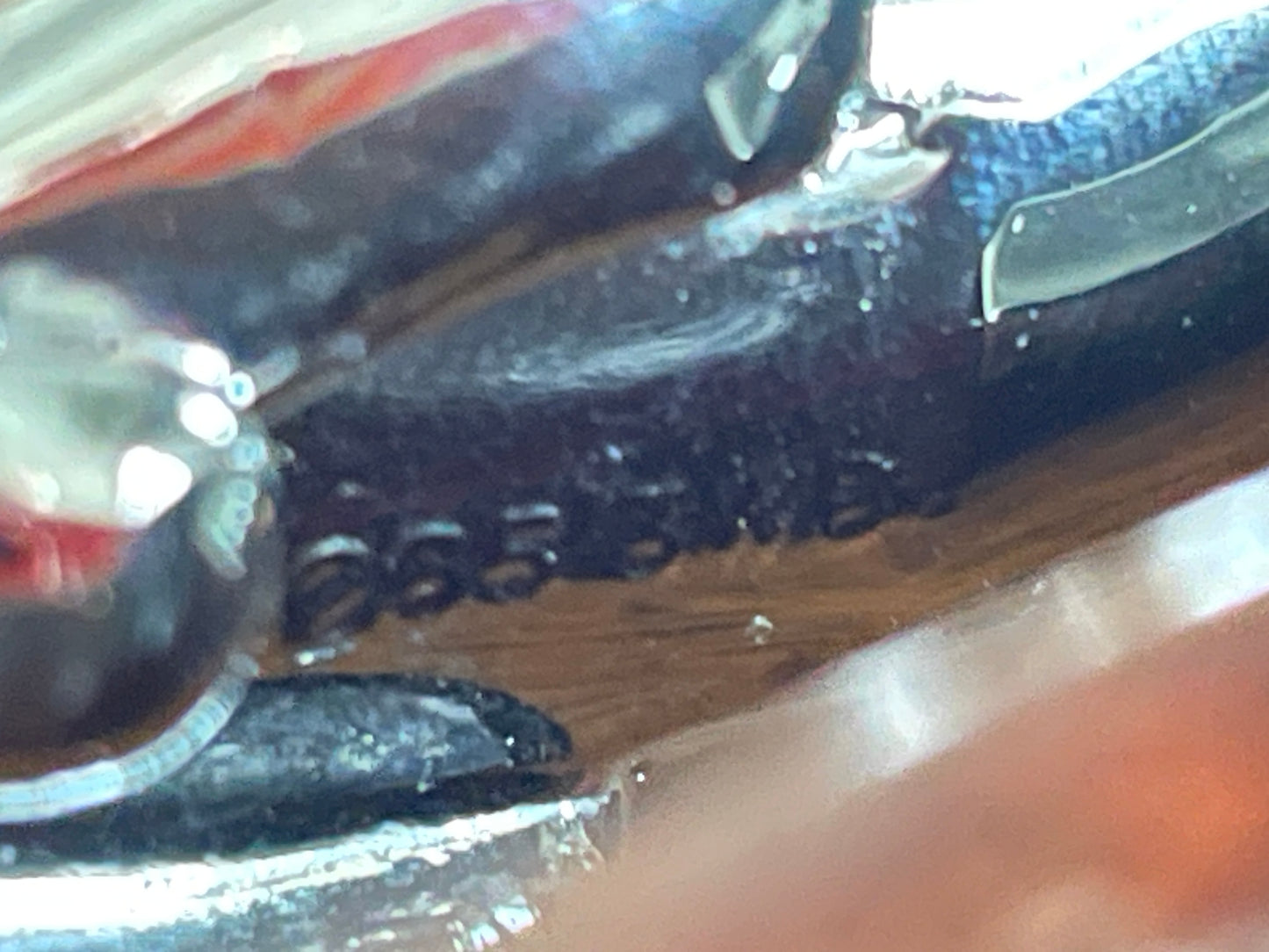 Jaguar Leaping Cat Desk Ornament – Chrome Plated Motoring Sculpture on Wooden Base (Late 20th Century)