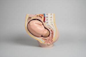 Vintage Medical Teaching Model – Pregnant Female Anatomy with Removable Foetus Childbirth Model