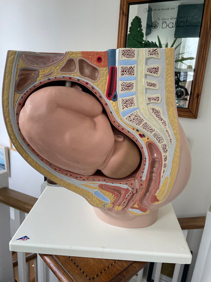 Vintage Medical Teaching Model – Pregnant Female Anatomy with Removable Foetus Childbirth Model