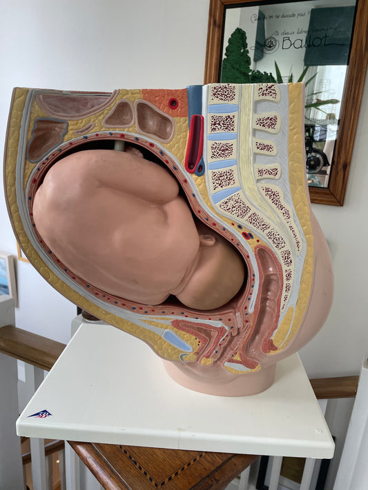 Vintage Medical Teaching Model – Pregnant Female Anatomy with Removable Foetus Childbirth Model