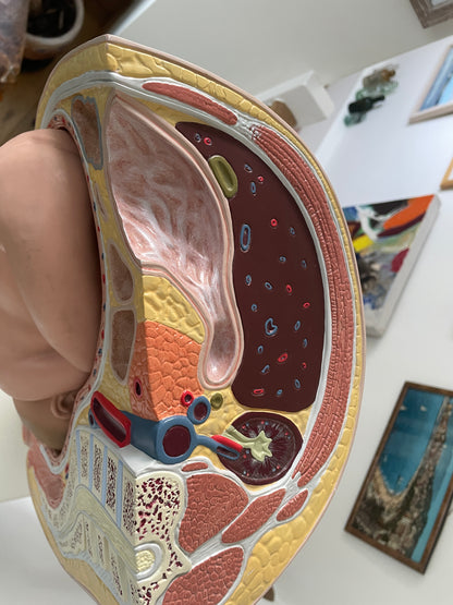 Vintage Medical Teaching Model – Pregnant Female Anatomy with Removable Foetus Childbirth Model