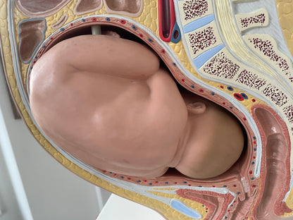 Vintage Medical Teaching Model – Pregnant Female Anatomy with Removable Foetus Childbirth Model