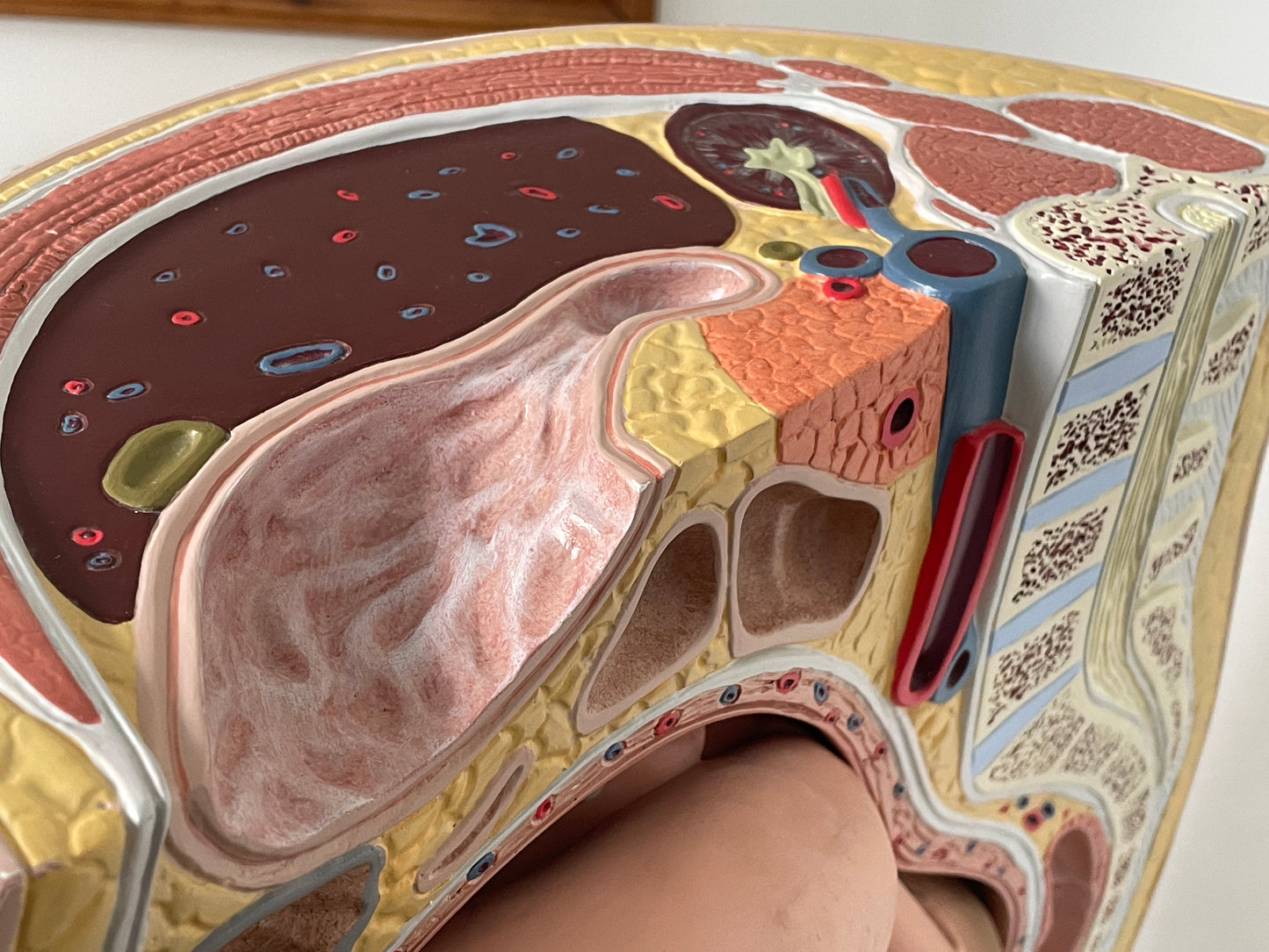 Vintage Medical Teaching Model – Pregnant Female Anatomy with Removable Foetus Childbirth Model