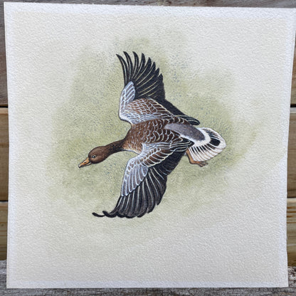 An original Herbert Ahier watercolour on paper of a duck in flight 19x19cm