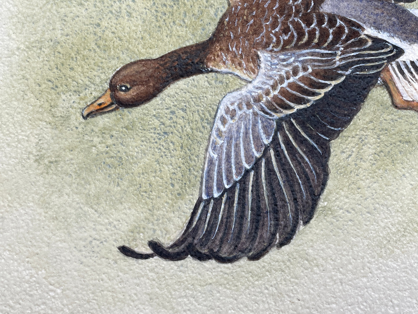 An original Herbert Ahier watercolour on paper of a duck in flight 19x19cm