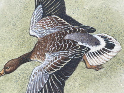 An original Herbert Ahier watercolour on paper of a duck in flight 19x19cm