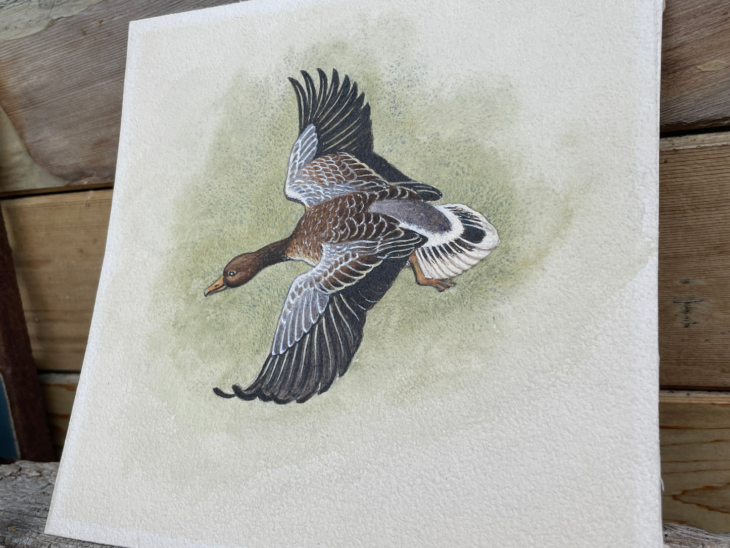 An original Herbert Ahier watercolour on paper of a duck in flight 19x19cm