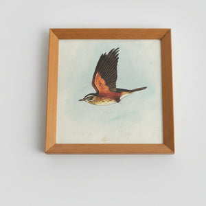Original framed watercolour of Redwing by Herbert Ahier c1950's - 20x20cm