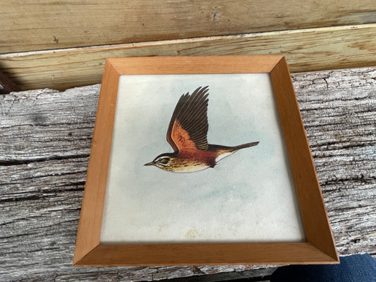 Original framed watercolour of Redwing by Herbert Ahier c1950's - 20x20cm