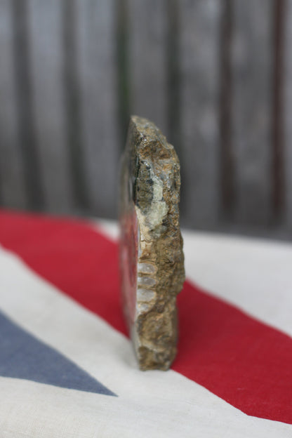 A Polished Ammonite Fossil, 10cm Wide