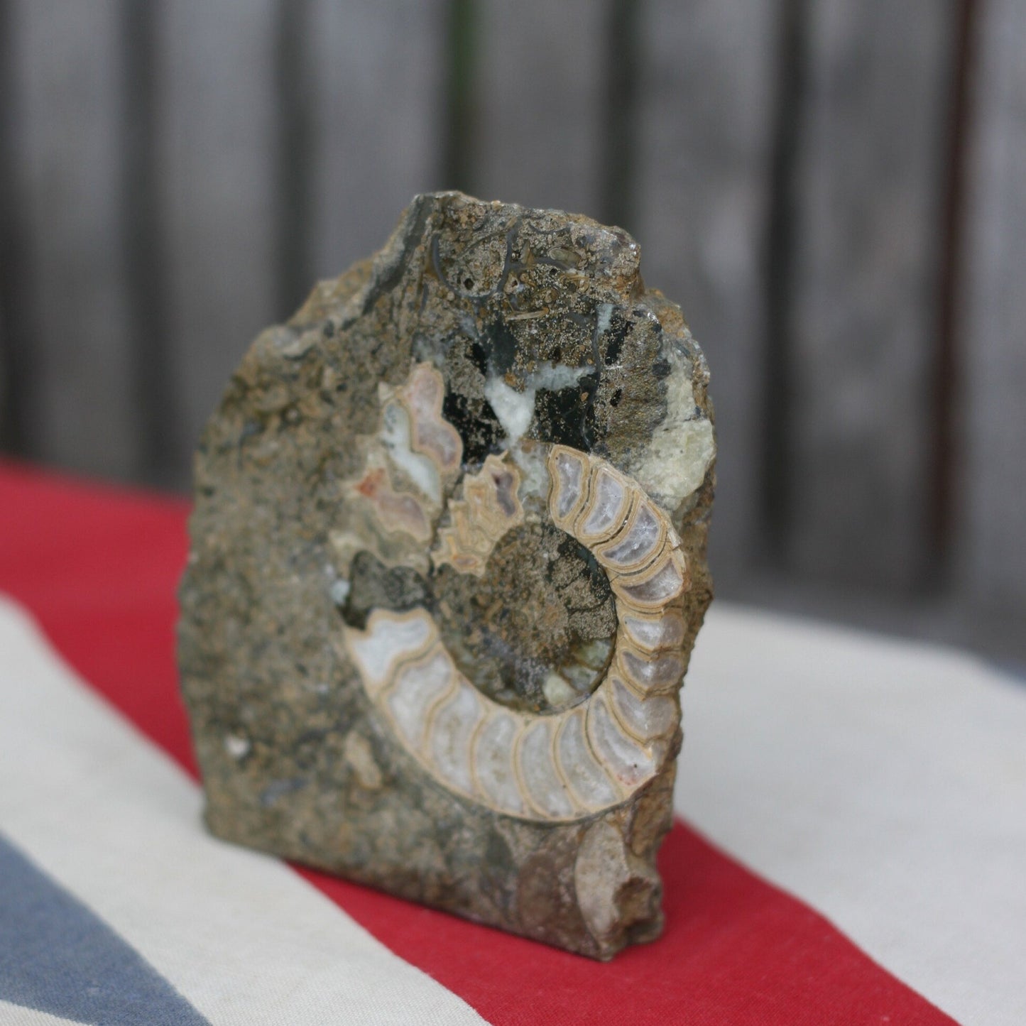 A Polished Ammonite Fossil, 10cm Wide