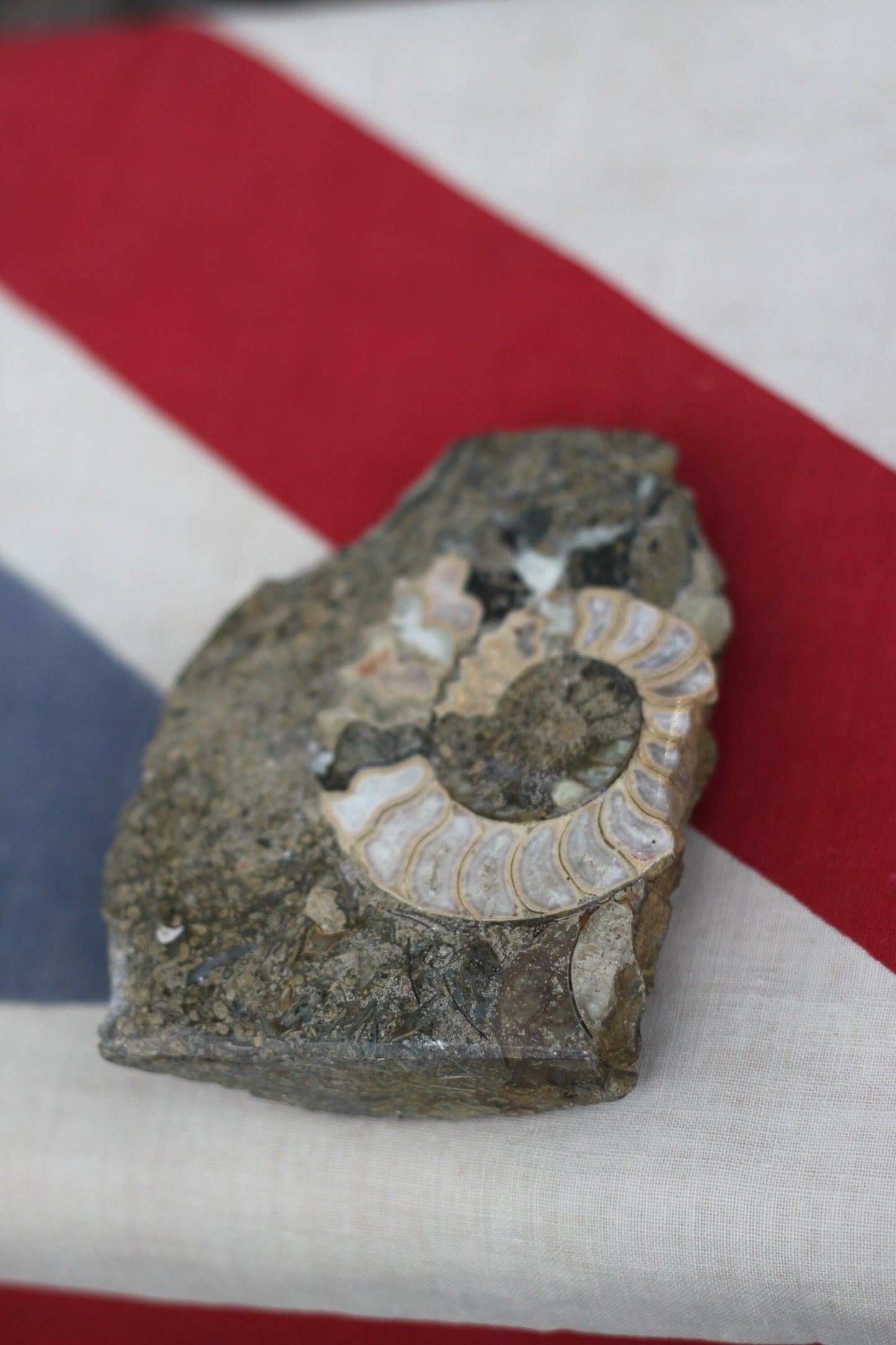 A Polished Ammonite Fossil, 10cm Wide