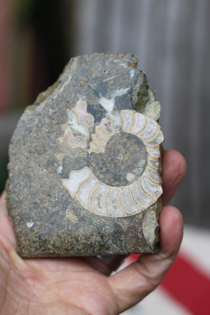 A Polished Ammonite Fossil, 10cm Wide