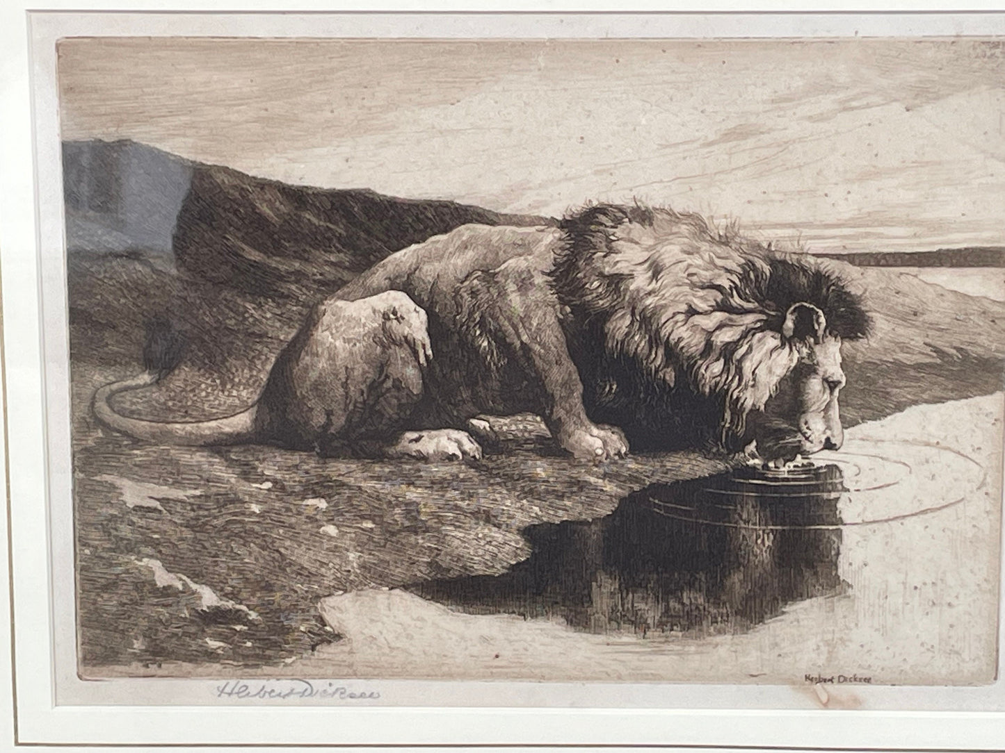 A Framed and Signed Etching by Herbert Dicksee Called Lion Drinking 1890 18x25cm