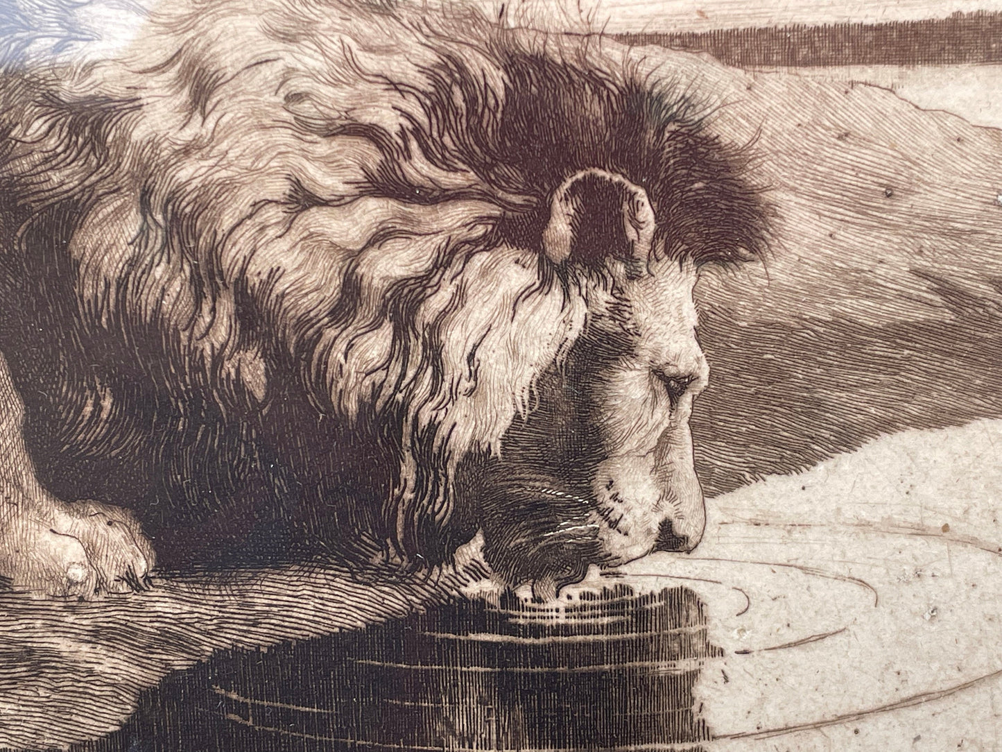 A Framed and Signed Etching by Herbert Dicksee Called Lion Drinking 1890 18x25cm