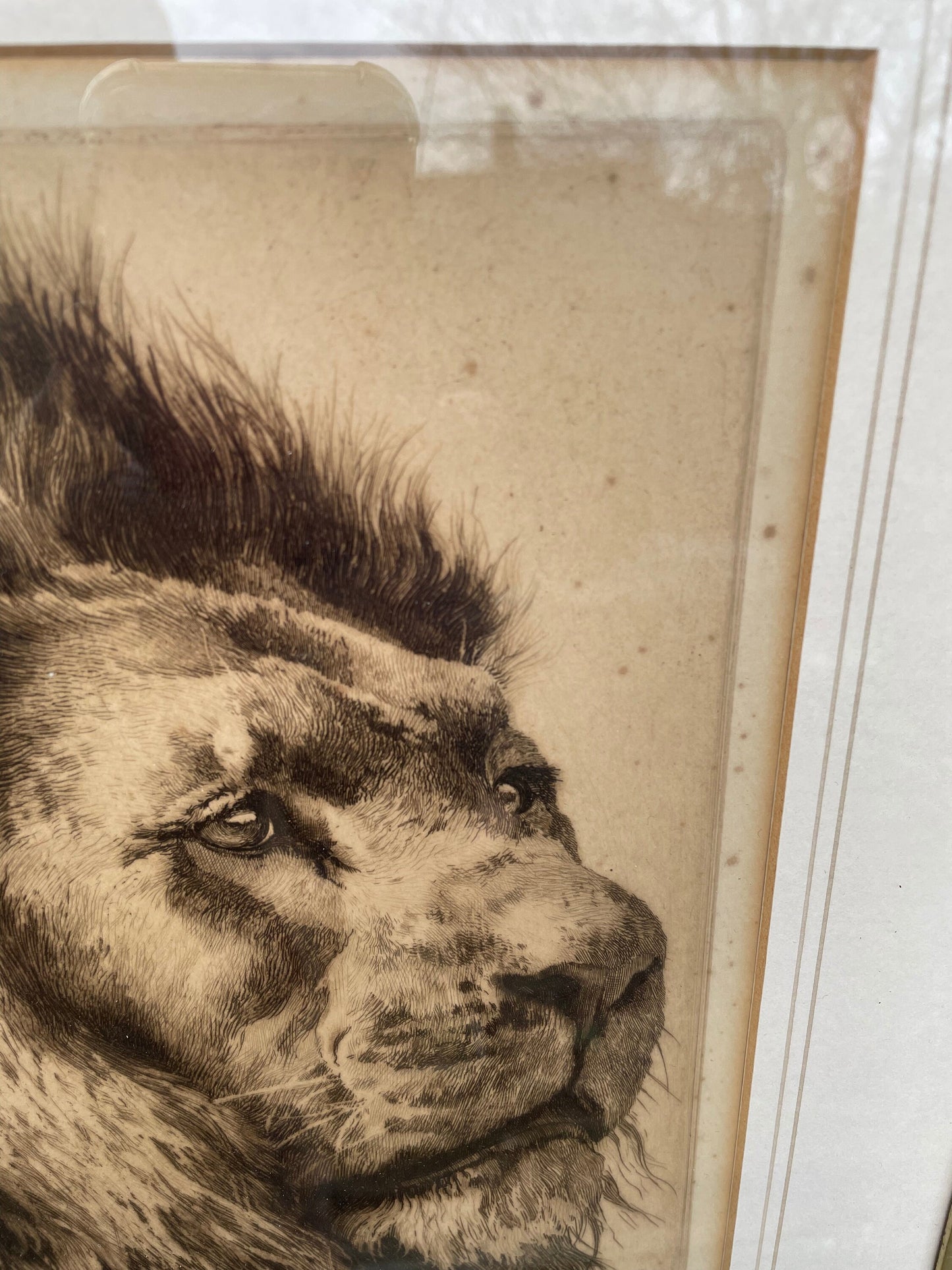 A Framed and Signed Etching by Herbert Dicksee Called Head Of Lion 29x21cm c1891