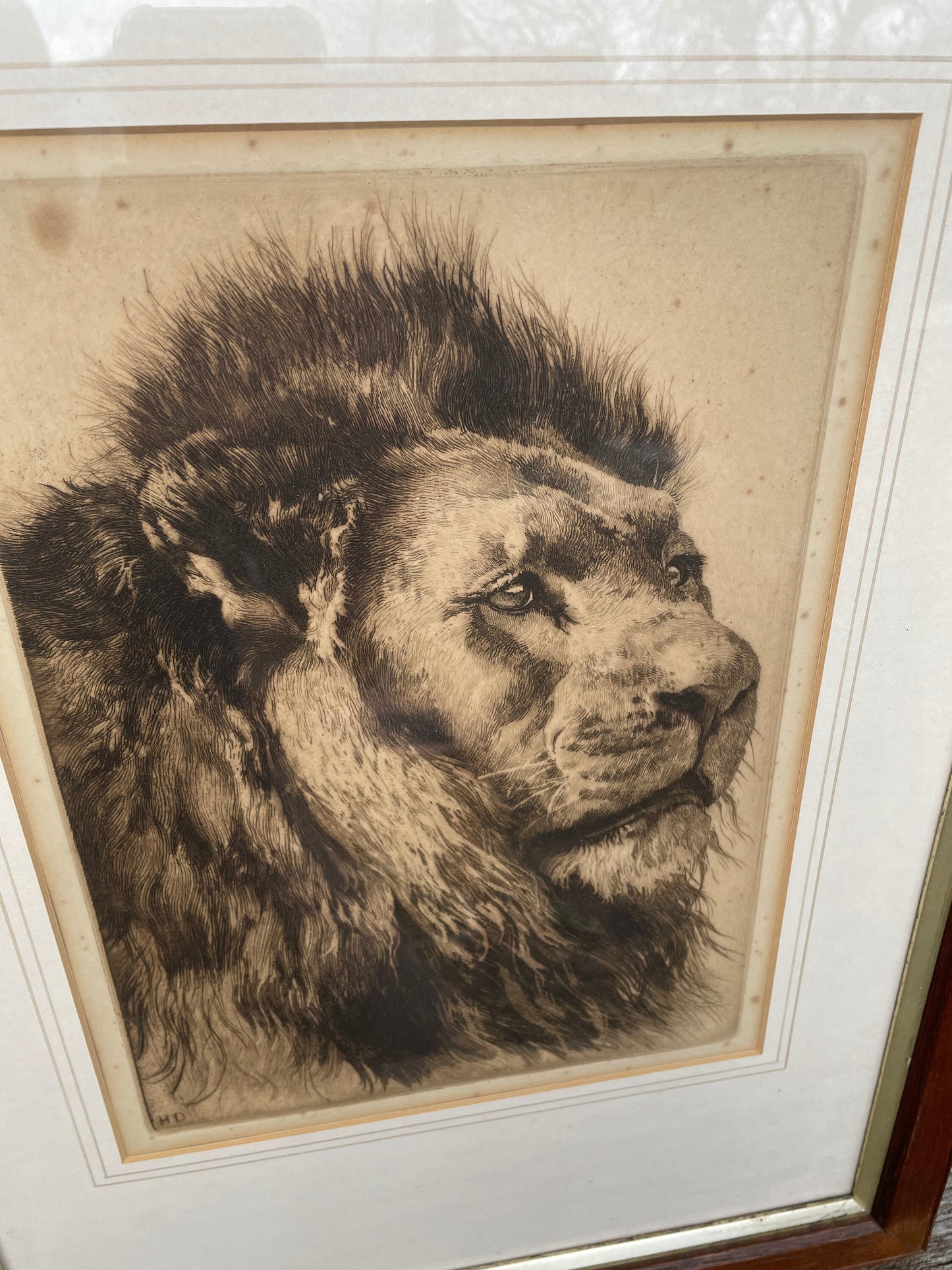 A Framed and Signed Etching by Herbert Dicksee Called Head Of Lion 29x21cm c1891