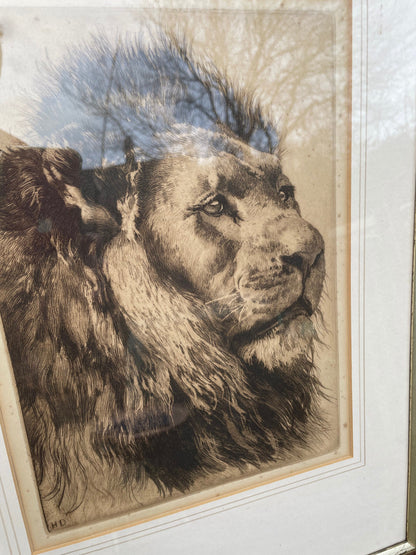 A Framed and Signed Etching by Herbert Dicksee Called Head Of Lion 29x21cm c1891