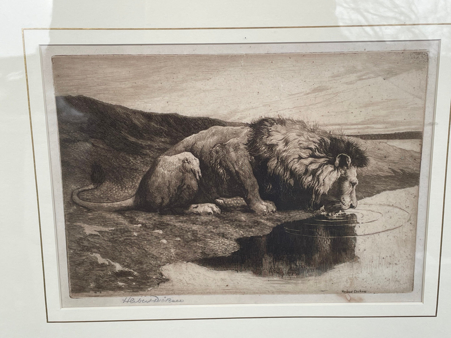 A Framed and Signed Etching by Herbert Dicksee Called Lion Drinking 1890 18x25cm