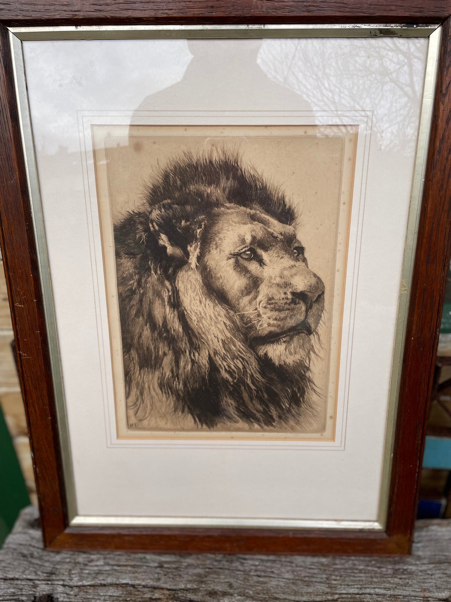 A Framed and Signed Etching by Herbert Dicksee Called Head Of Lion 29x21cm c1891