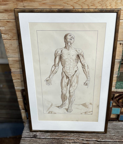 An original ink and wash on paper human musculature framed print, after Andreas Vesalius plate size 47 x 29cm