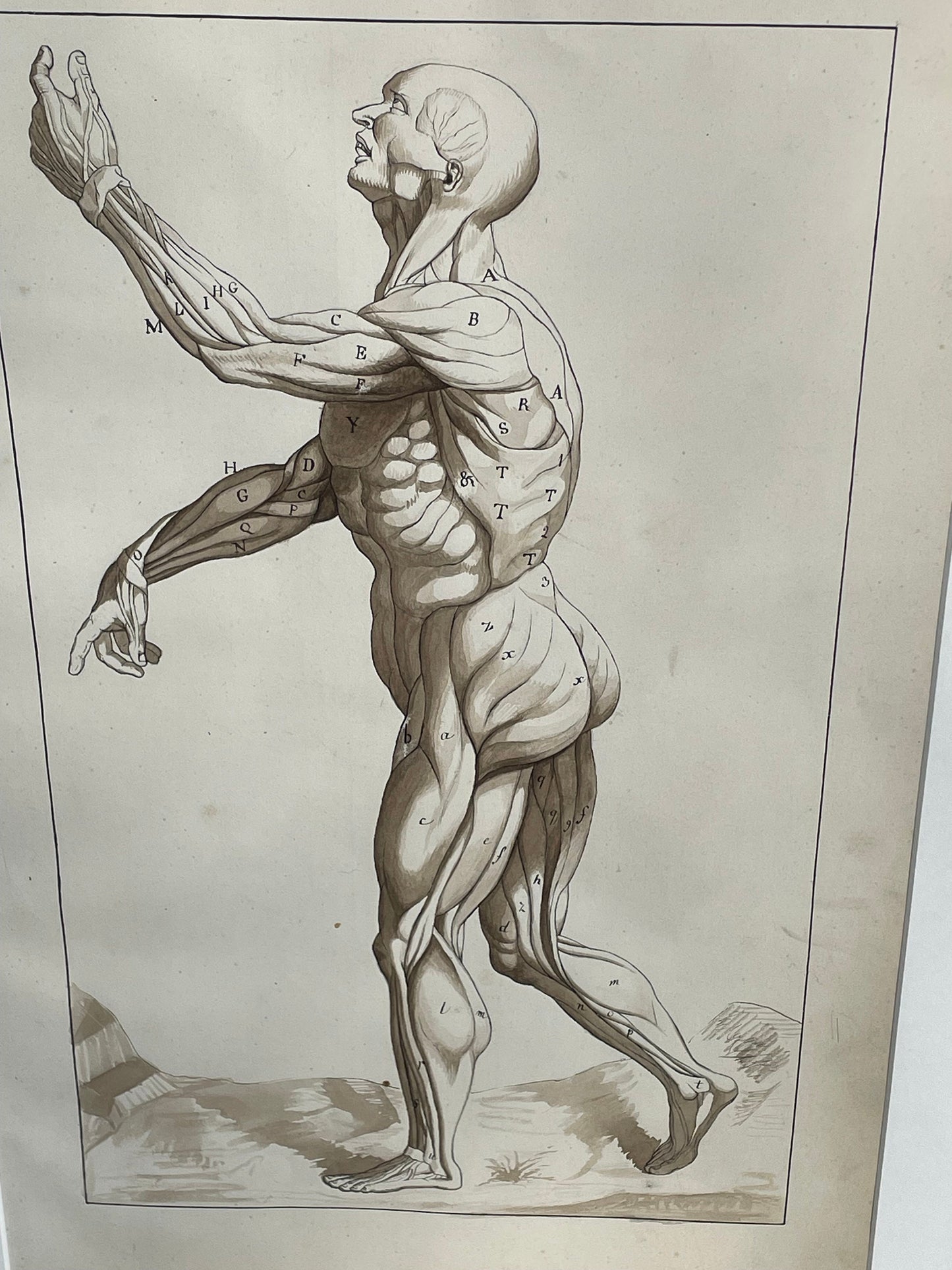 An original ink and wash on paper human musculature framed print, after Andreas Vesalius plate size 46 x 29cm