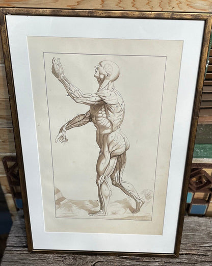 An original ink and wash on paper human musculature framed print, after Andreas Vesalius plate size 46 x 29cm