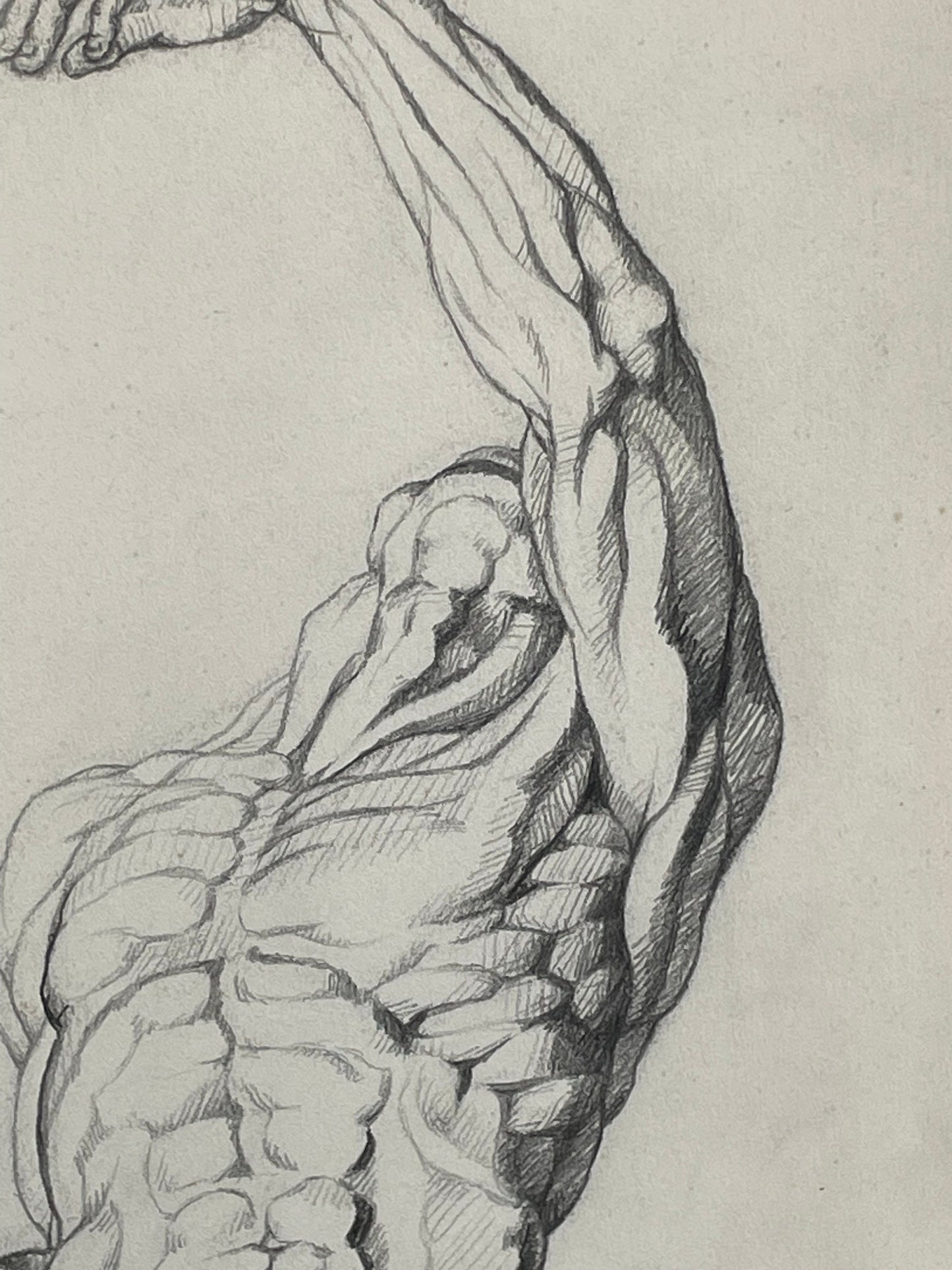 An original pencil on paper human musculature framed print, after Andreas Vesalius plate size 46 x 29cm